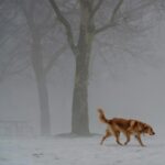 GTHA பகுதியில் கனமழை மற்றும் அடர் மூடுபனி – சிறப்பு வானிலை எச்சரிக்கை!