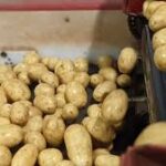 மெக்சிகோவிற்கு ஏற்றுமதியாகும் கனடிய உருளைக்கிழங்கு – புதிய வர்த்தக ஒப்பந்தம் கையெழுத்து!