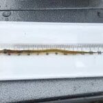 நோவா ஸ்கோட்டியா கடலில் உள்ள மீன்கள் குறித்து விஞ்ஞானிகள் எச்சரிக்கை!