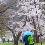 வசந்த கால வருகை – றொரண்டோ ஹய் பார்க்கில் பூக்கும் செர்ரி மலர்கள்!