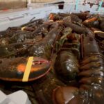 சட்டவிரோத லொப்ஸ்டர் விற்பனைக்கு முற்றுப்புள்ளி!