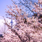 றொரண்டோவில் வெப்ப வாரம் தொடங்குகிறது – வசந்த காலத்தில் உச்சத்தை எட்டும் வெப்பநிலை!