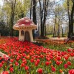கனடாவின் பிரம்மாண்ட டியூலிப் மலர் திருவிழா!