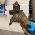 உயிரியல் பூங்கா வாசலில் கைவிடப்பட்ட ஆமை – பொதுமக்களுக்கு விடுக்கப்பட்ட அவசர வேண்டுகோள்!