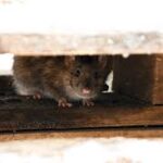 ஹண்டாவைரஸ் (Hantavirus) – கனடியர்களுக்கு அறிவுறுத்தப்படும் முக்கிய தகவல்கள்!