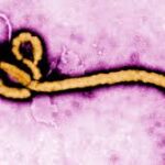 ஒண்டாரியோவில் எபோலா (Ebola) வைரஸ் பரிசோதனை – கிழக்கு ஆபிரிக்காவிலிருந்து திரும்பிய நபரால் பரபரப்பு!