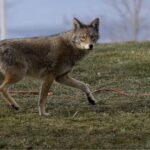 விட்பி (Whitby) பகுதியில் காட்டு ஓநாய் (Coyote) தாக்கி குழந்தை மருத்துவமனையில் அனுமதி – பொதுமக்களுக்கும் எச்சரிக்கை!