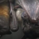 Burlington-ல் வௌவாலுக்கு Rabies உறுதி! – பொதுமக்களுக்கு முக்கிய எச்சரிக்கை