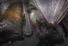 Burlington-ல் வௌவாலுக்கு Rabies உறுதி! – பொதுமக்களுக்கு முக்கிய எச்சரிக்கை