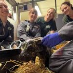Toronto Zoo-வில் பிறந்த அரியவகை Pygmy நீர்யானை