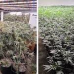 Brampton-ல் ரகசிய கஞ்சா பண்ணை முறியடிப்பு! $1.5 மில்லியன் மதிப்பு — சுமார் 4,000 செடிகள் பறிமுதல்