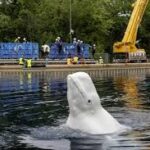 Marineland காலியாகிறது! மேலும் 6 Beluga திமிங்கலங்கள் அமெரிக்காவுக்கு — இன்னும் 11 மட்டும் எஞ்சியுள்ளன