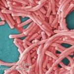 Toronto-வில் Legionnaires’ நோய் பரவல் — 6 பேருக்கு தொற்று உறுதி!