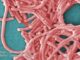 Toronto-வில் Legionnaires’ நோய் பரவல் — 6 பேருக்கு தொற்று உறுதி!