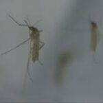 ஹாமில்டனில் West Nile வைரஸ் பாதிப்பு – அபாய நிலை ‘High’ ஆக உயர்வு!