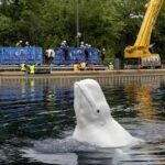 Marineland-இலிருந்து சென்ற மற்றுமொரு Beluga உயிரிழப்பு!